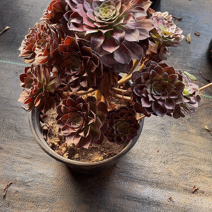 多肉法师257号黑寡妇不包损