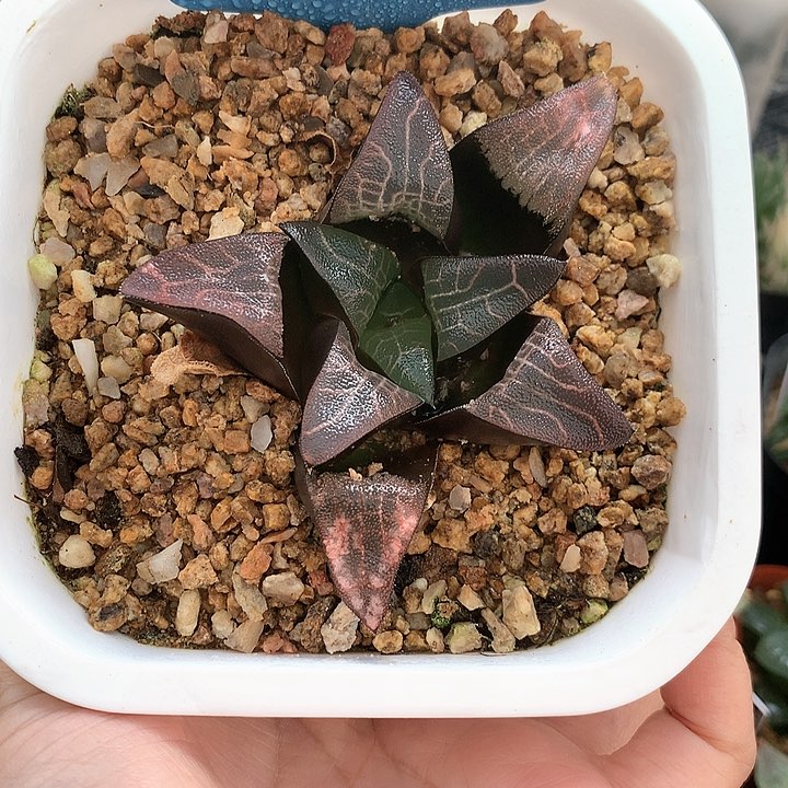 木叶克实生一物一拍