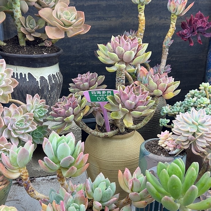 胡***）琼斯多肉植物群落051