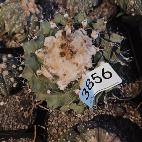 3856地冠仙人球的比赛将