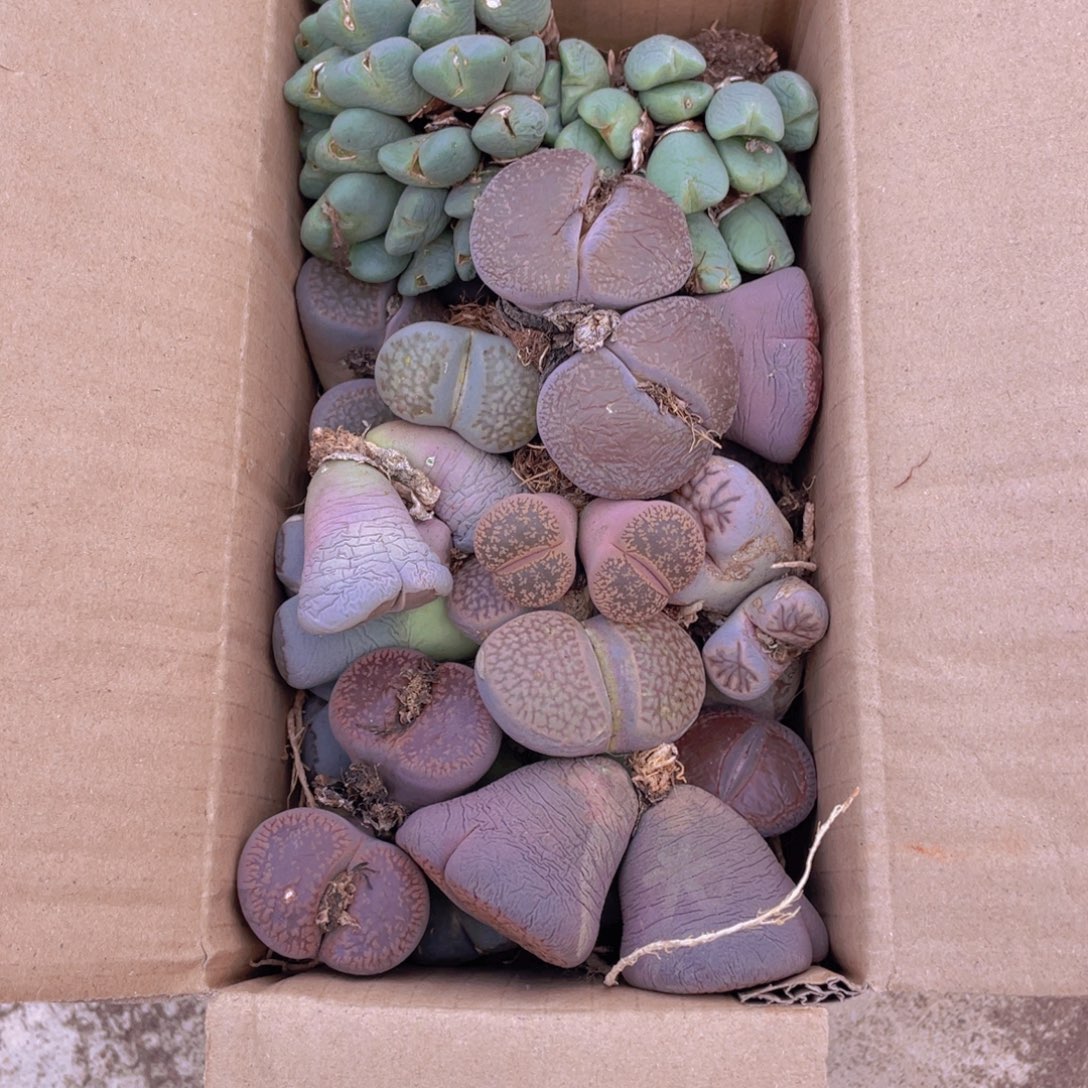 一箱母本88888888