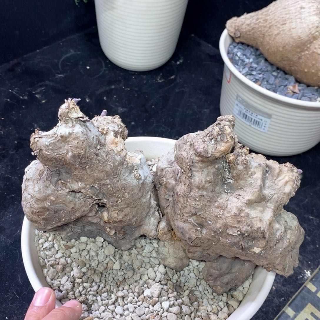 一叶龟多肉植物一个
