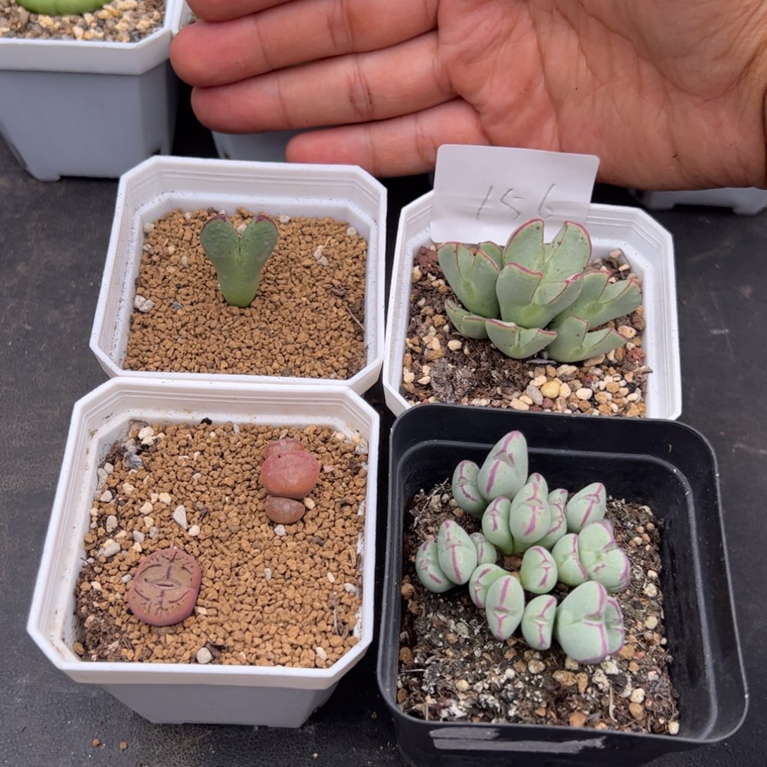 8.25福利多肉植物156