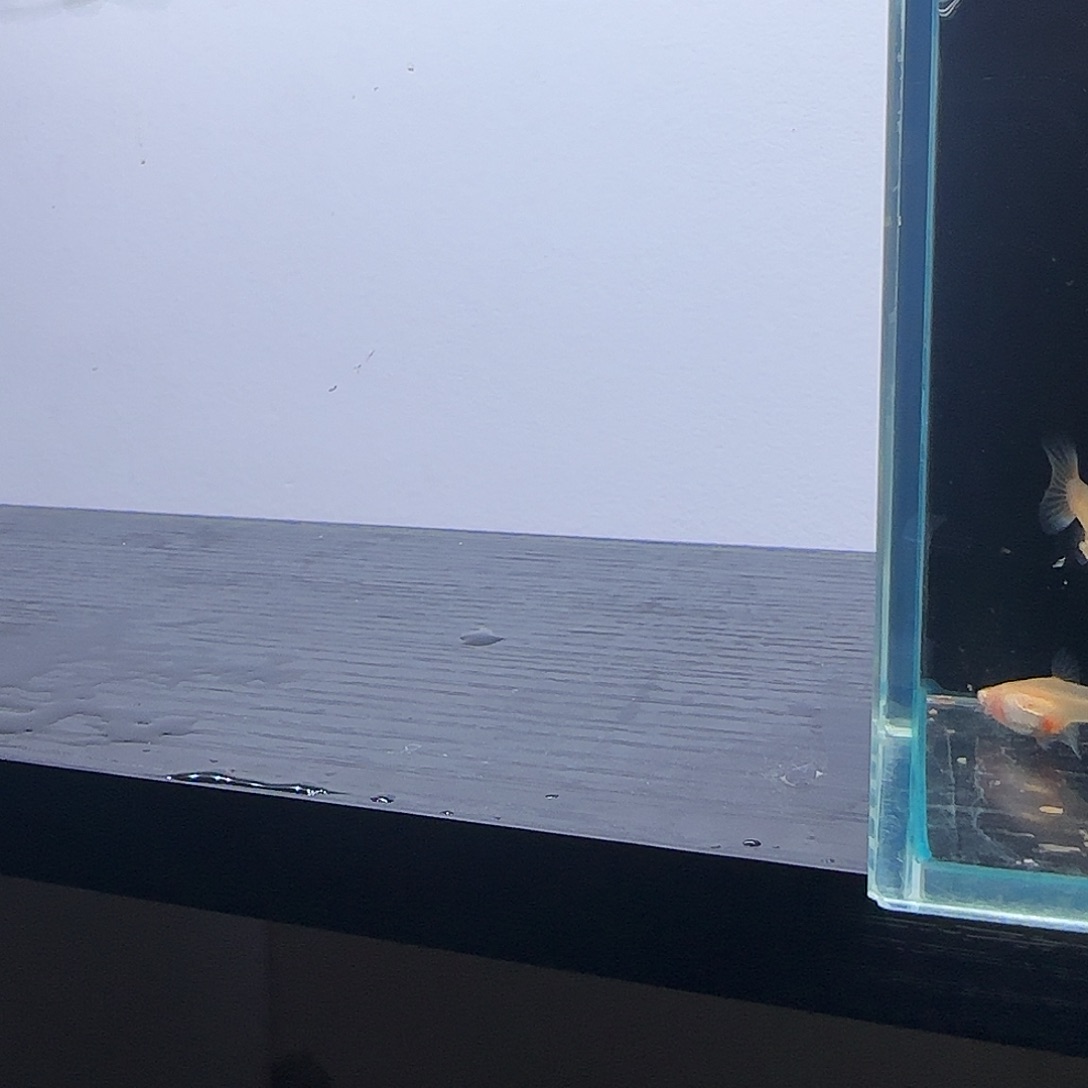 孔雀鱼黄金玻璃猫1对，送1亩