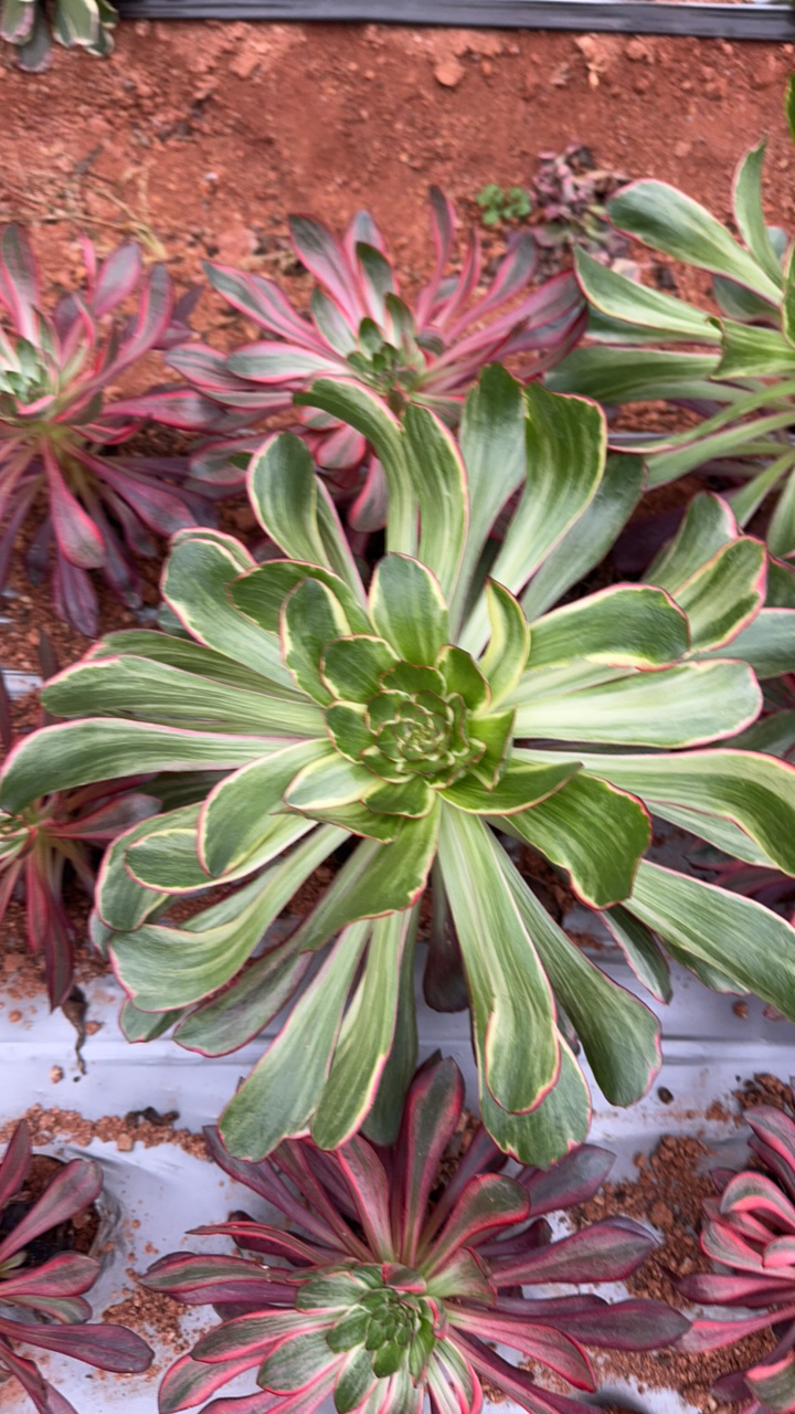 巫毒绿拉丝多肉1