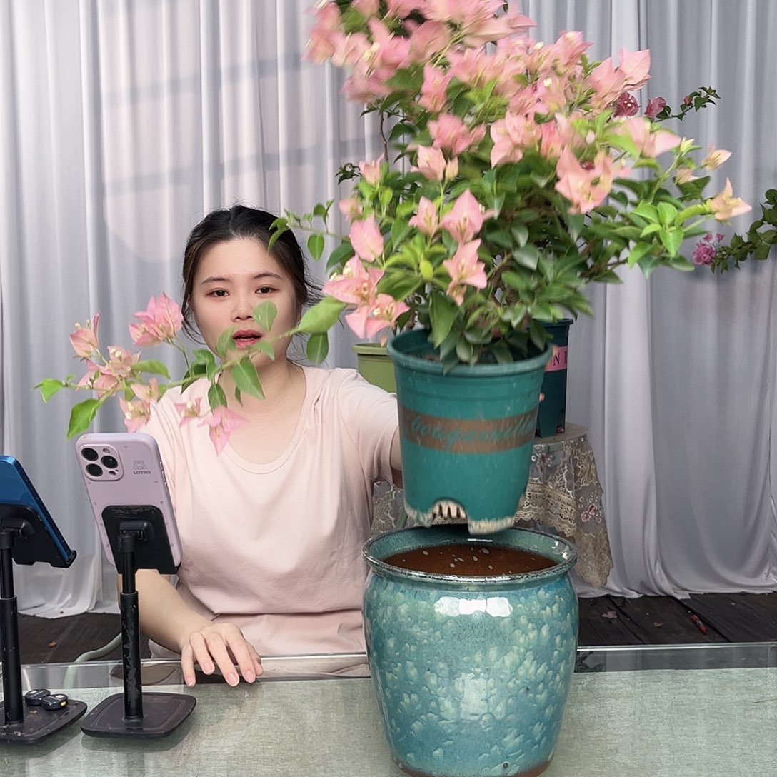 大部分开放少量花苞卡亚塔中一颗