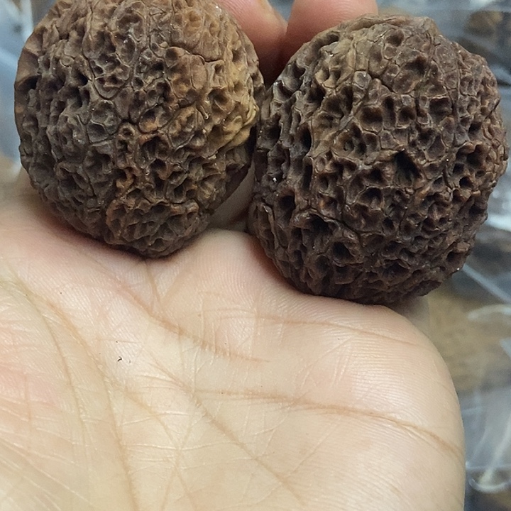 文玩核桃把件云南铁核桃基地38