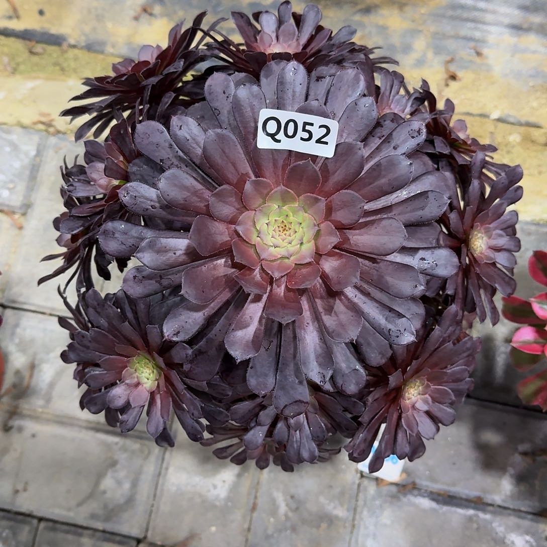 052黑铜壶33冠服30左右