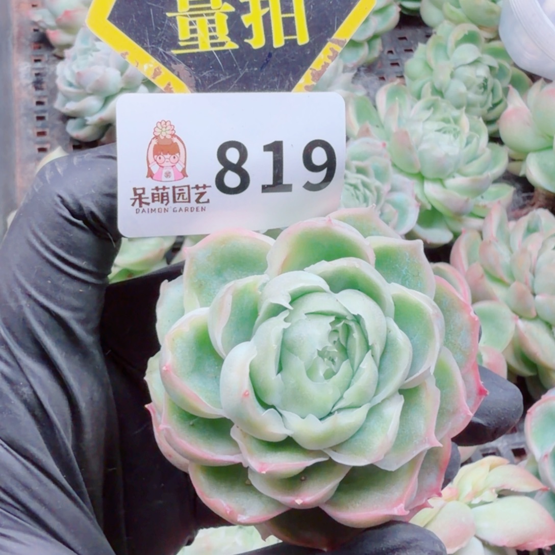 多肉植物多肉植物