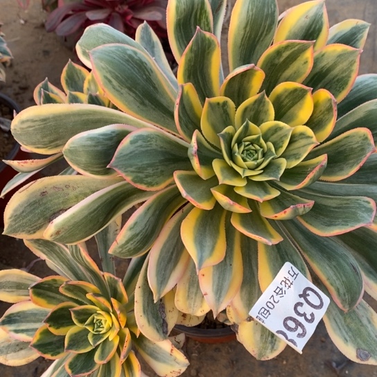 368灿烂多肉植物