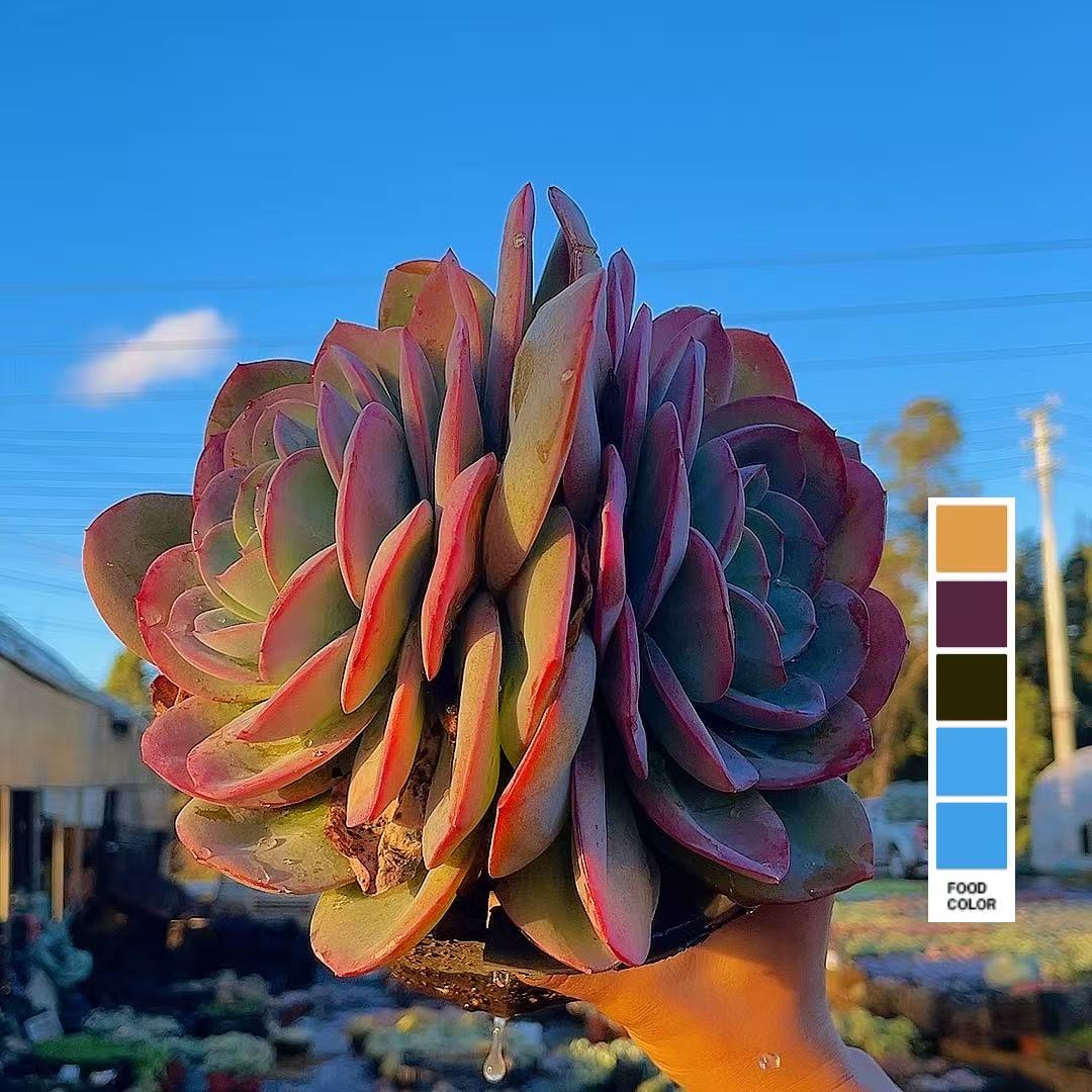 布鲁蓝  两头起（脱土） 多肉【满15包邮】 以直播间为准  