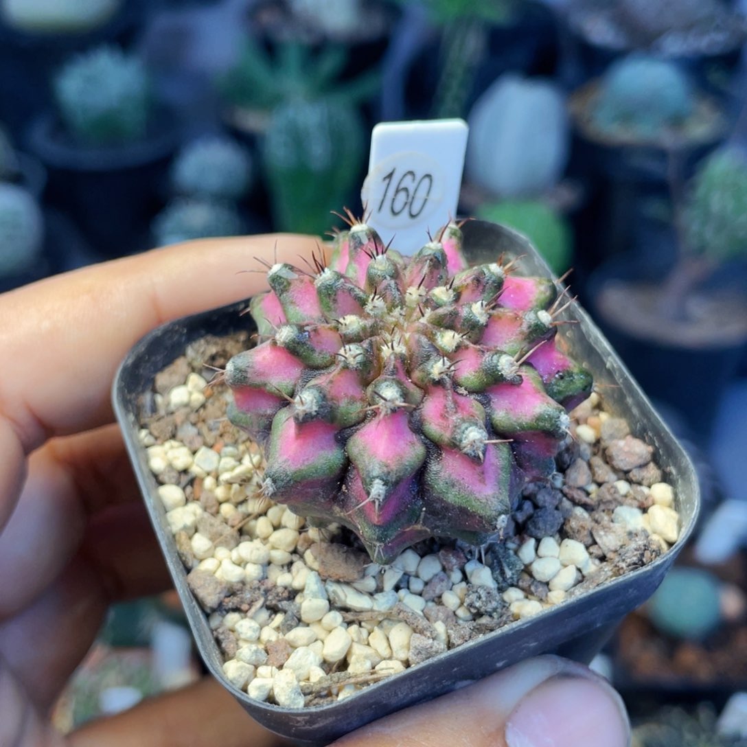 仙人球满28包邮盆5公分