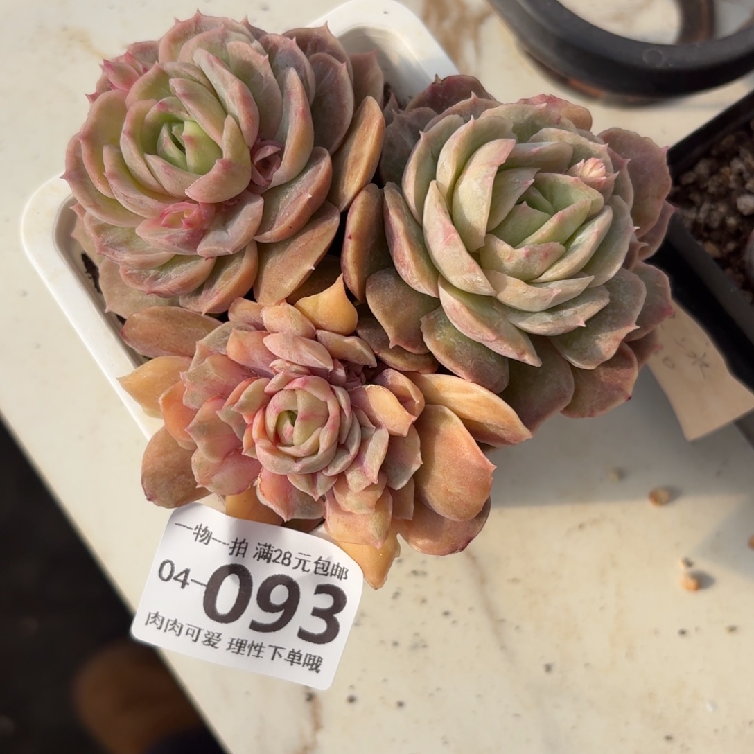 石化昂斯诺无盆土发货