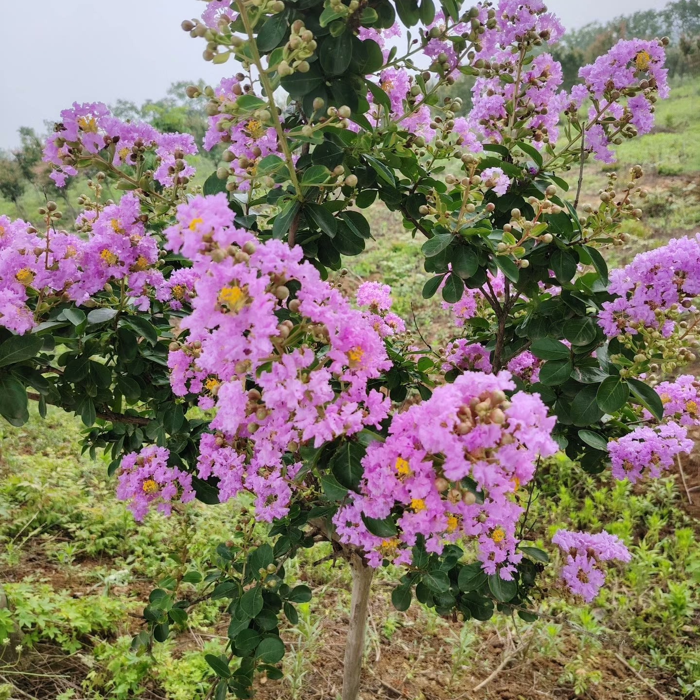 三角梅紫薇花紫薇，紫精灵盆景绿植七夕小老桩杨阳阳
