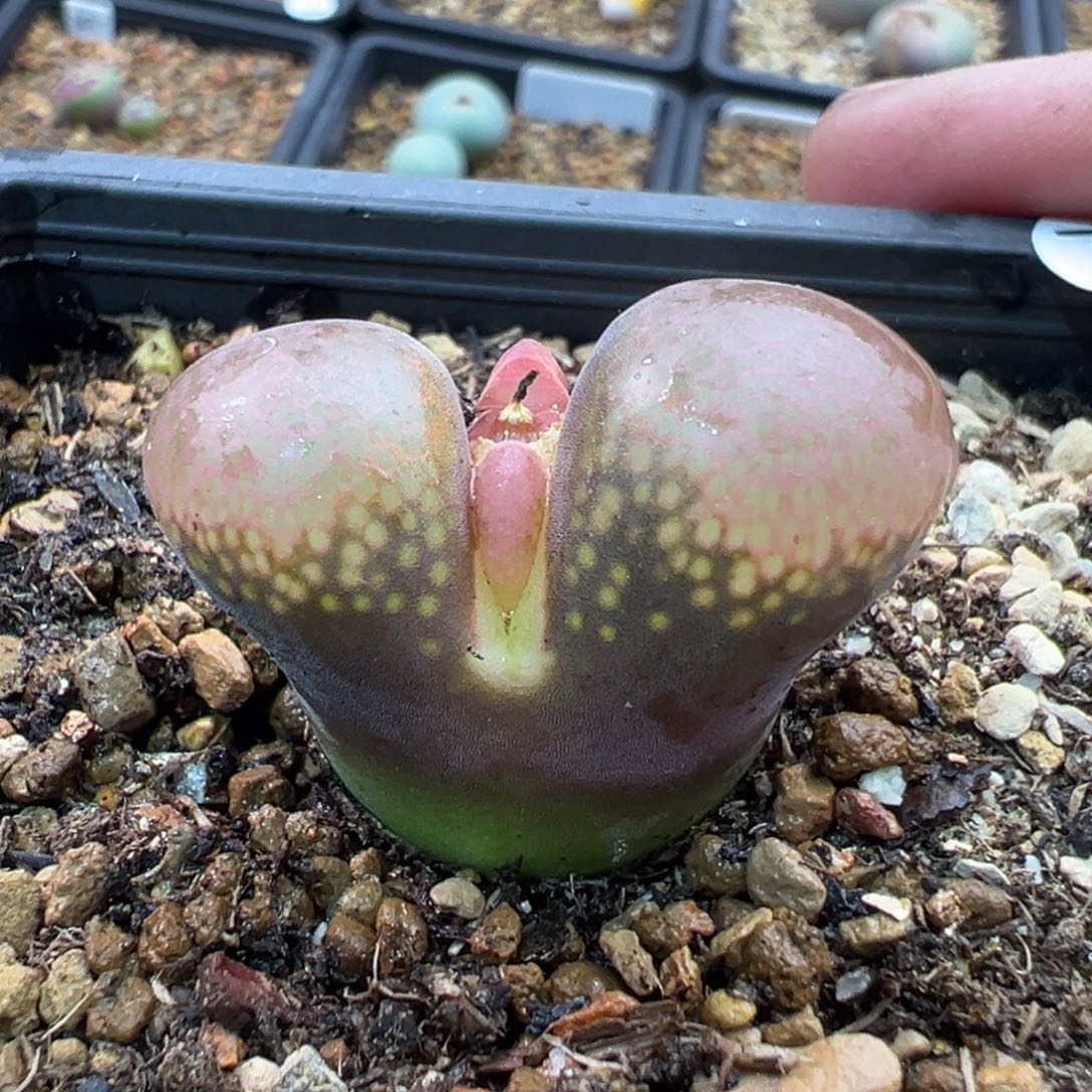 74多肉单头优选日本原株风铃一棵特3.0