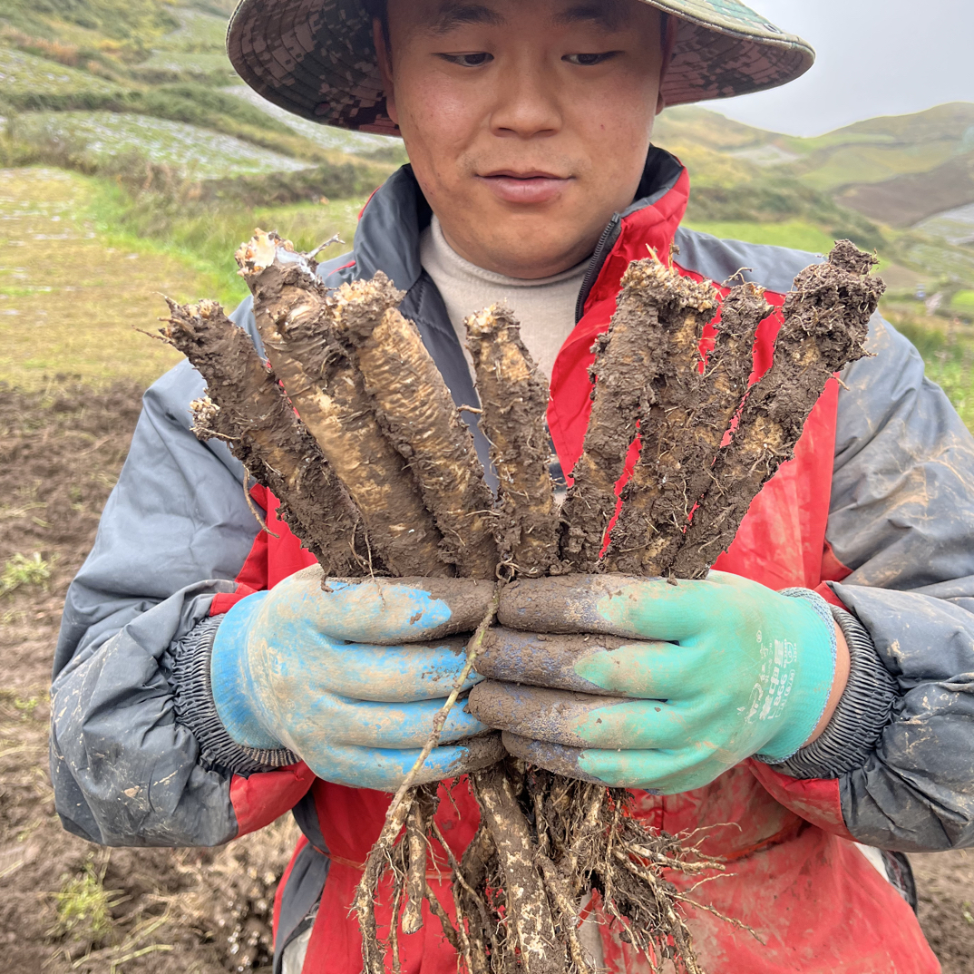 甘肃原产地新鲜现挖带土党参可煲汤泡酒农家自种高山高原大中条