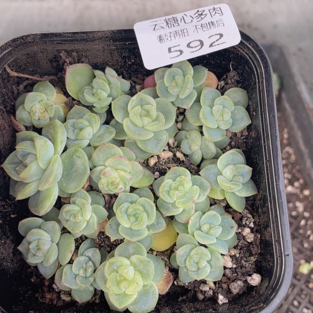 云糖心多肉植物592