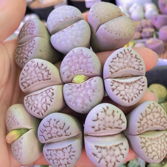 无花朵2792，2.9-3.5厘米个别老皮微瑕