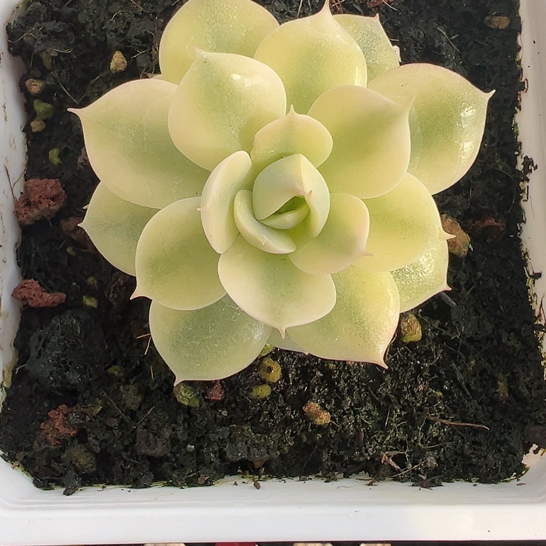 不知名锦多肉植物