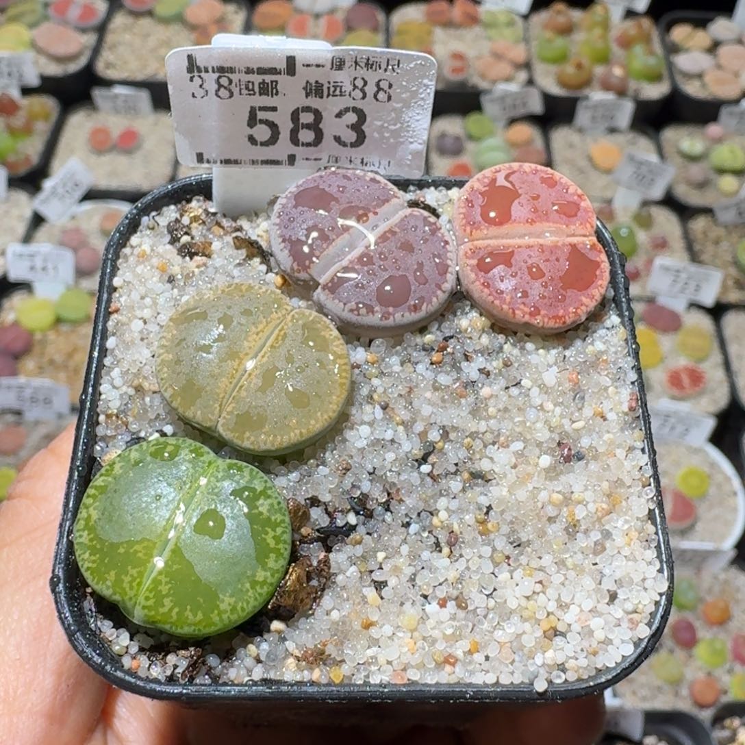 Sss清货了清货了583