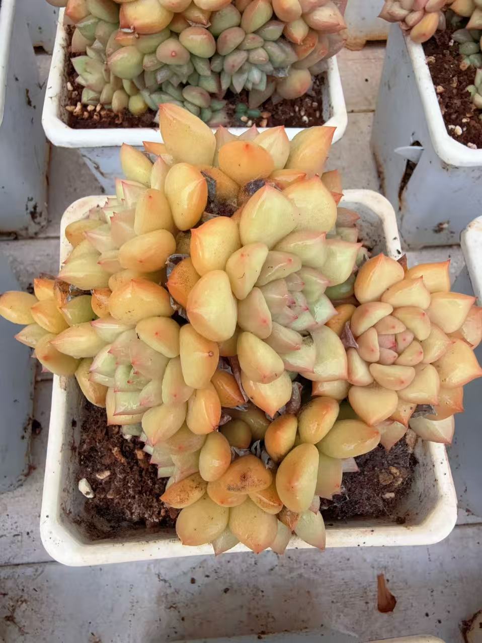 黄金象牙群无砍（11-13cm）脱土