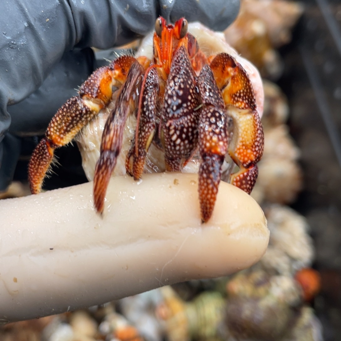 不退不换活体宠物180