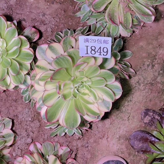 849海王多肉植物