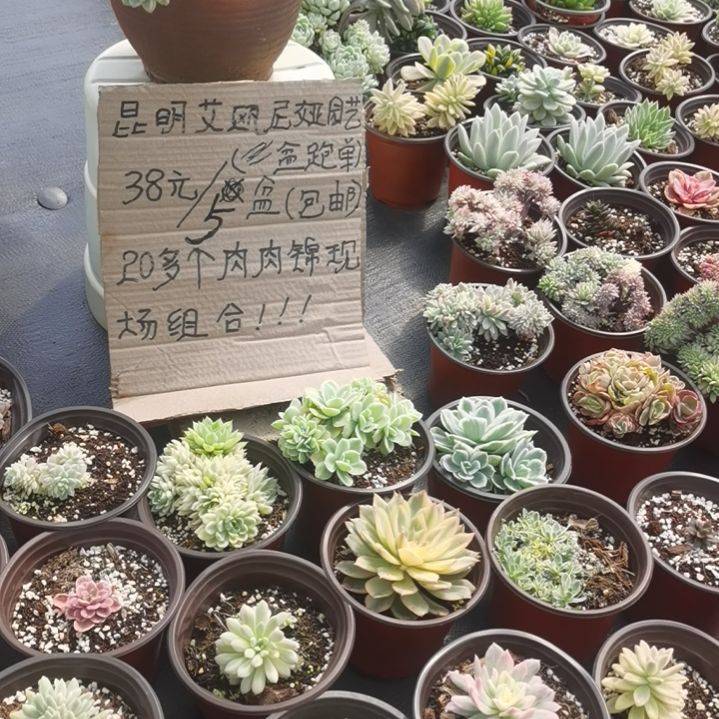 不同品种肉肉锦5盆包邮（不包偏远地区）