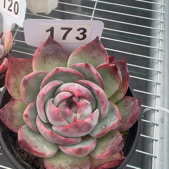 173惊鸿 一物一拍多肉