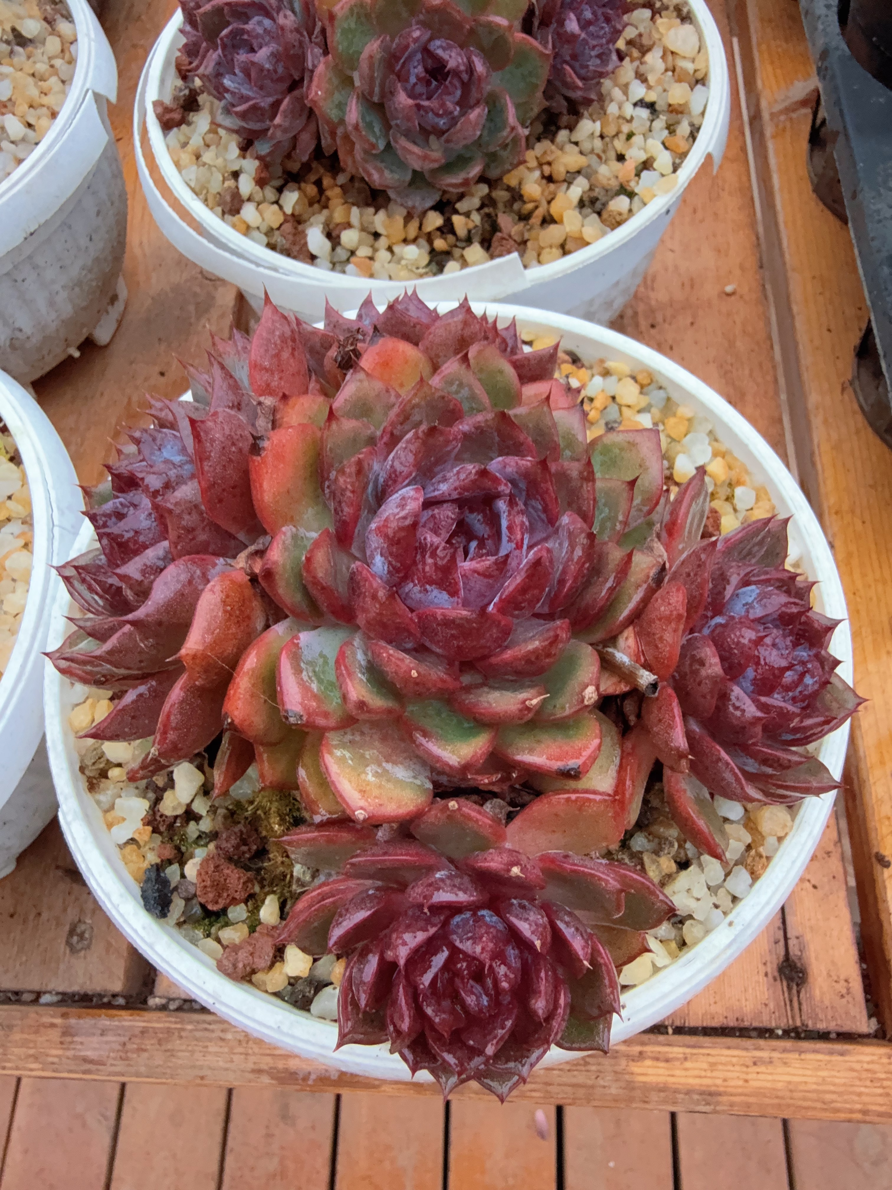 180#4-5头起蓝莓群（11-14cm）脱土