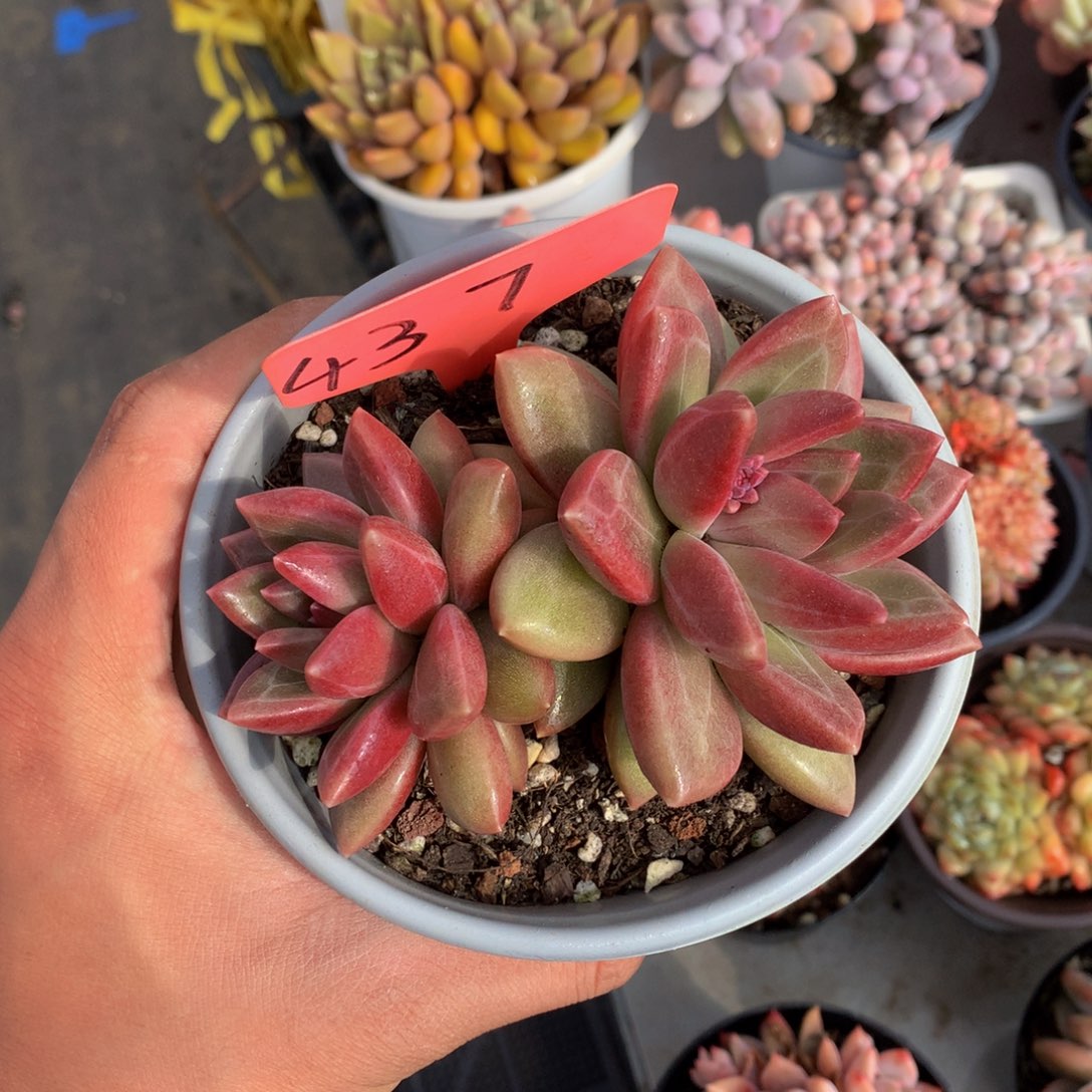 迷雾泡泡7272727272727