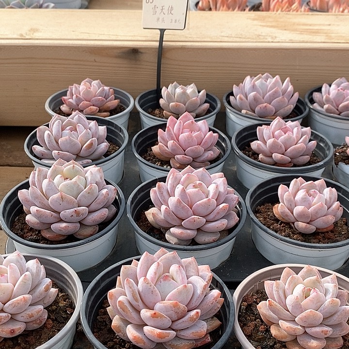 83雪天使单头 福利多多