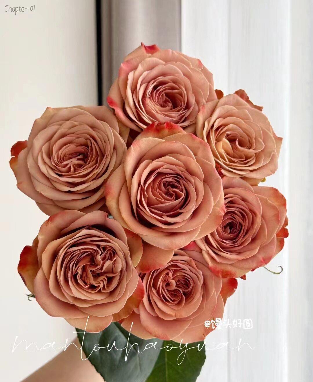 卡布奇诺玫瑰  【相同地址两单及以上送配草一束】