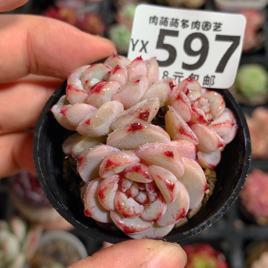 5CM拇指盆精控多肉YX597