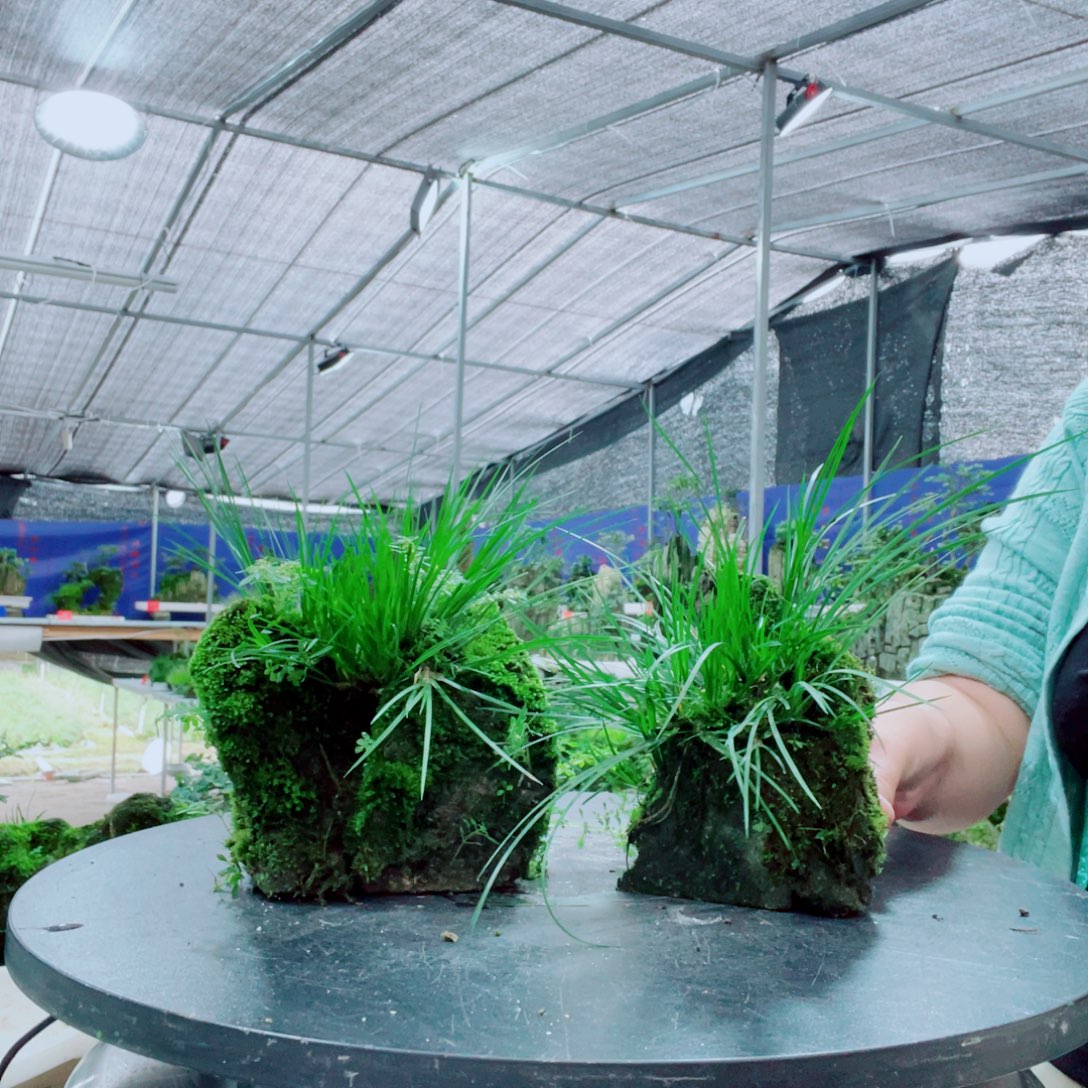 c***8当前无花栽培后可以开花