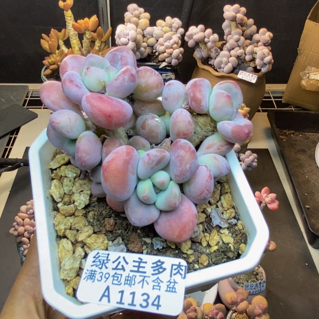 134腰子洛神多肉7cm