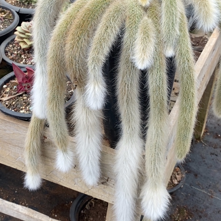 多肉植物九尾狐的