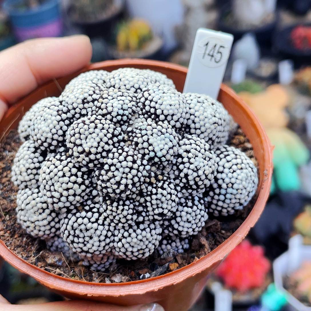 非偏远地区满25包邮仙人球