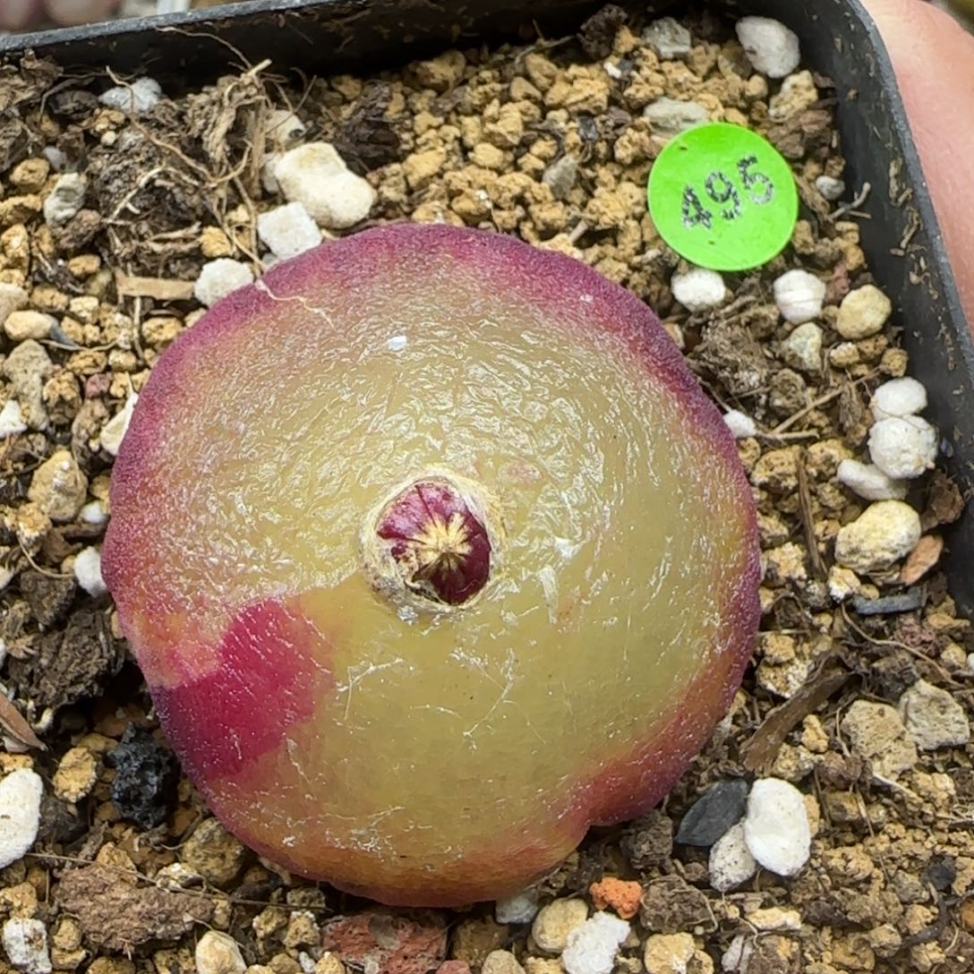 灯泡4+多肉植物495