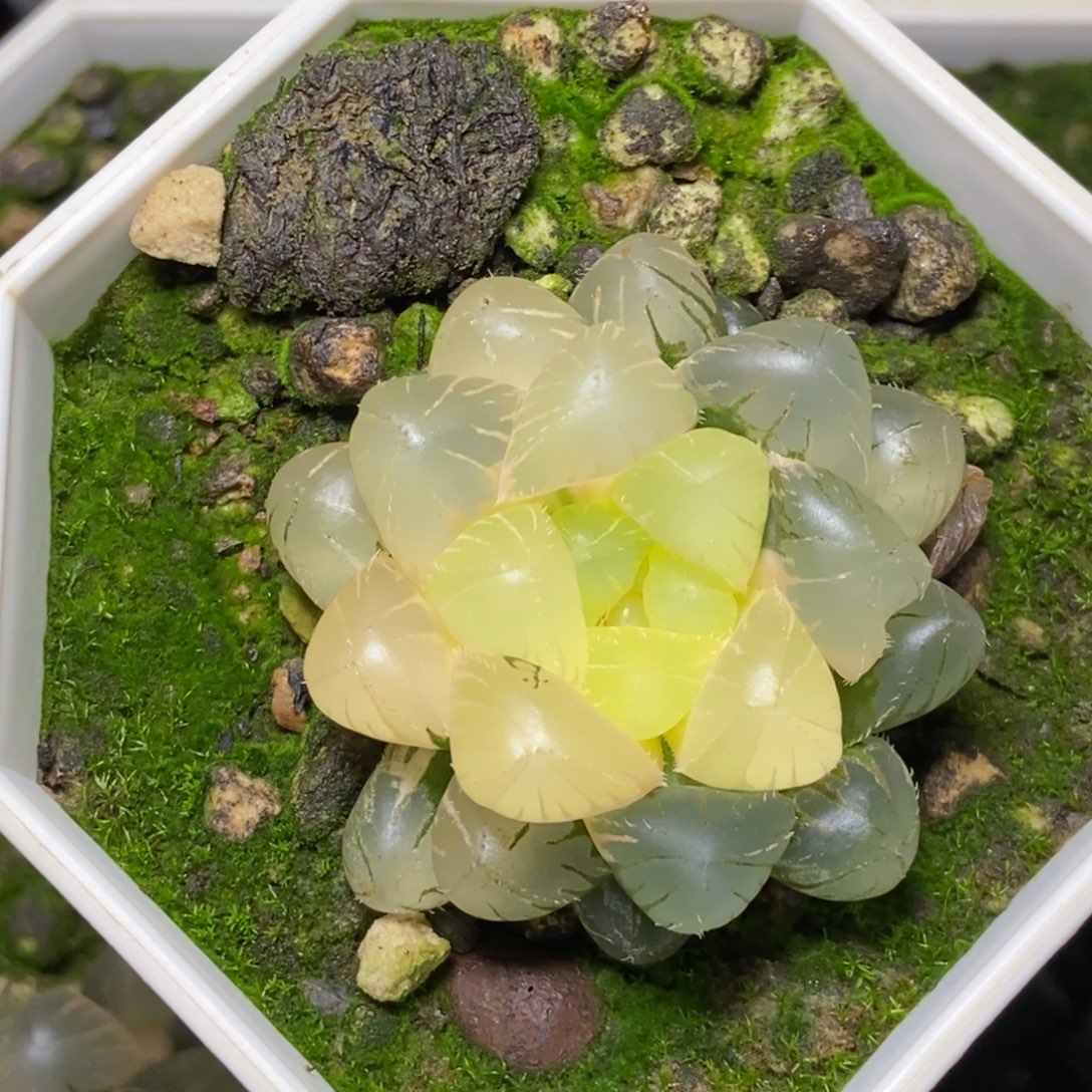 福利实生玉露锦一物一拍