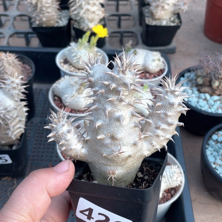 426西巴女王块根