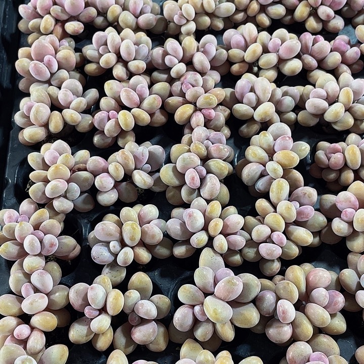 双头小桃蛋1元带土发过