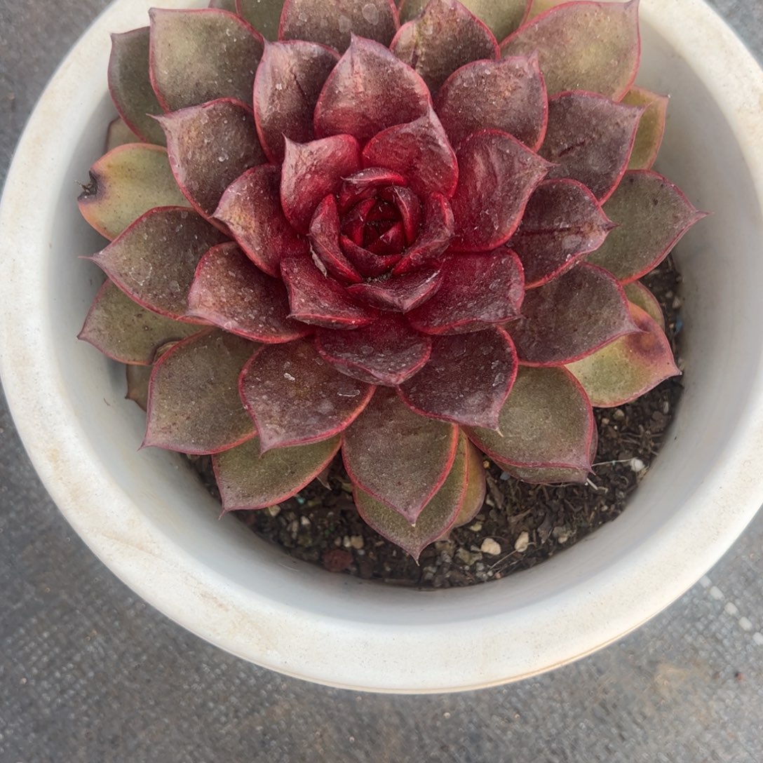 红玫瑰大单头精控老桩