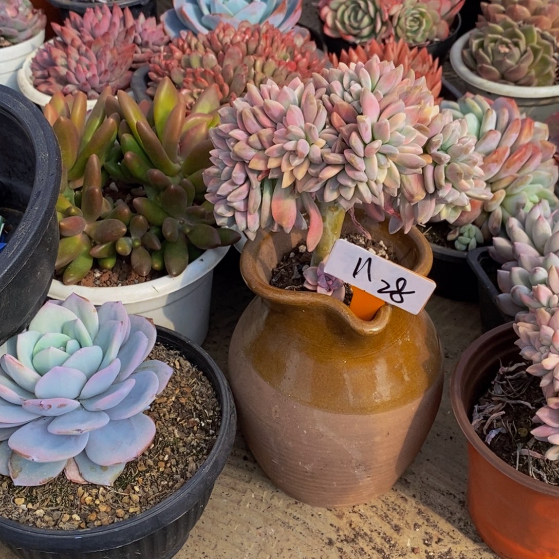 ****1一物一拍多肉植物