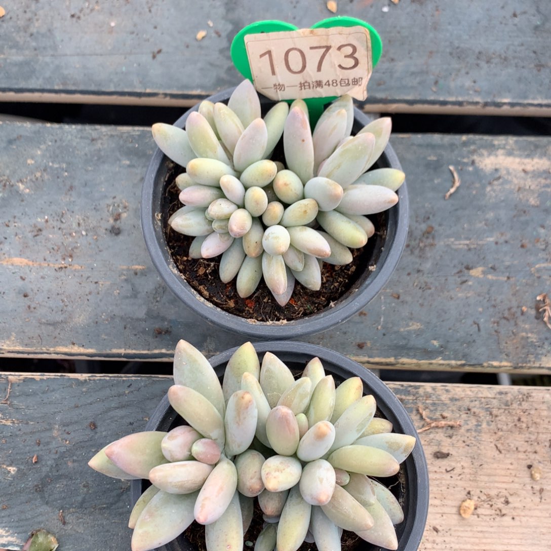 白兰地无砍2颗1073