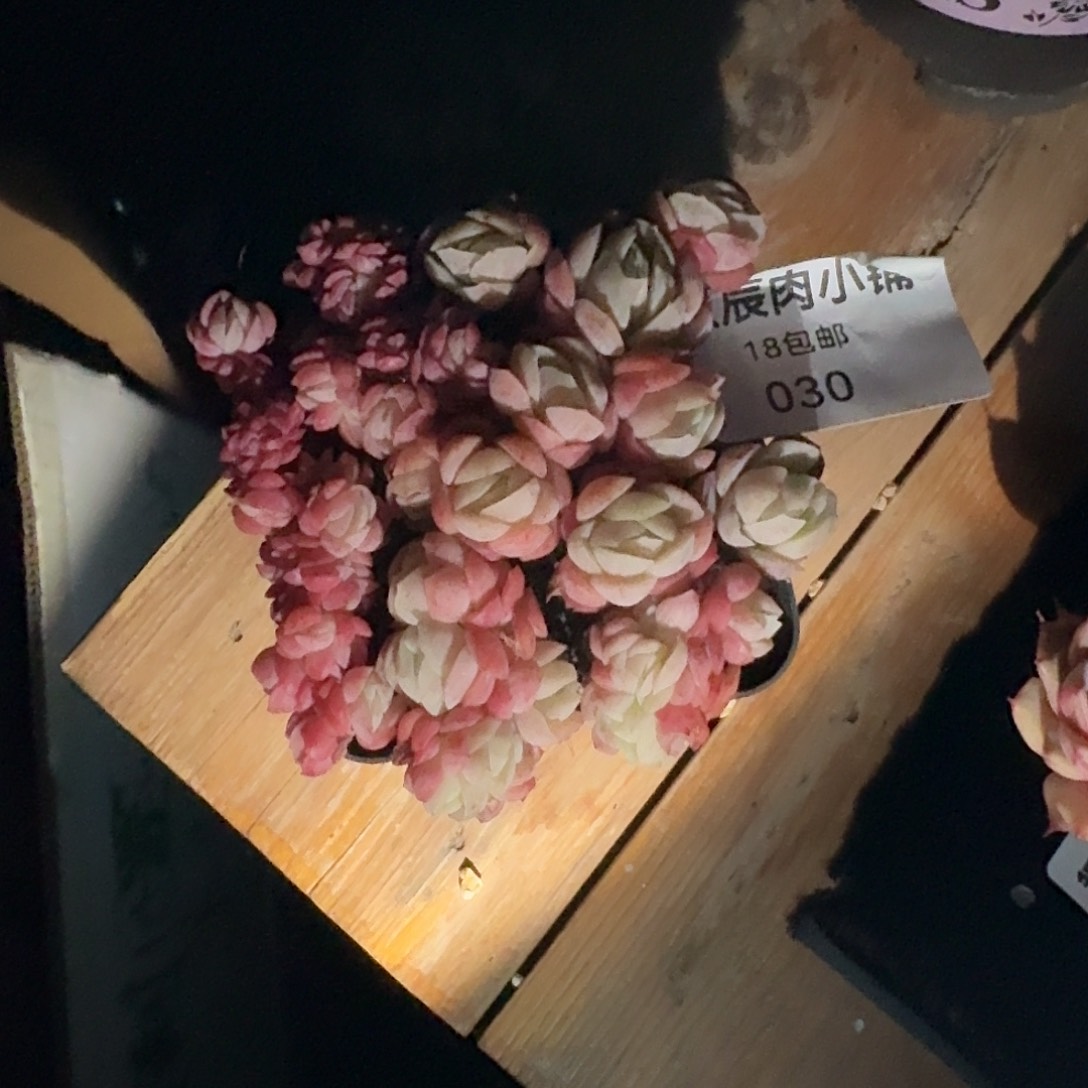 ?****?多肉植物贝瑞缀030