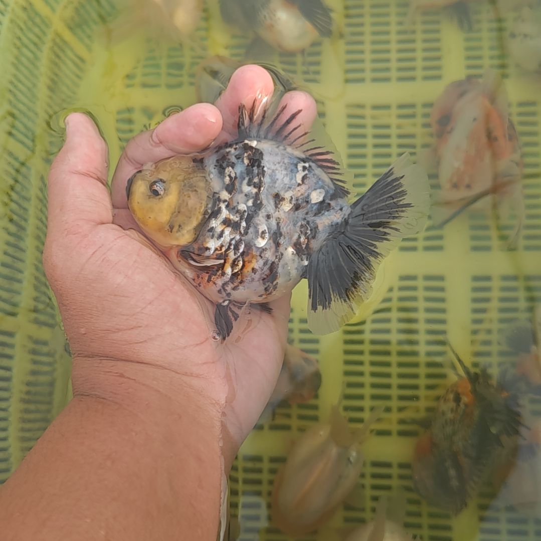 闪鳞水墨缎带将军