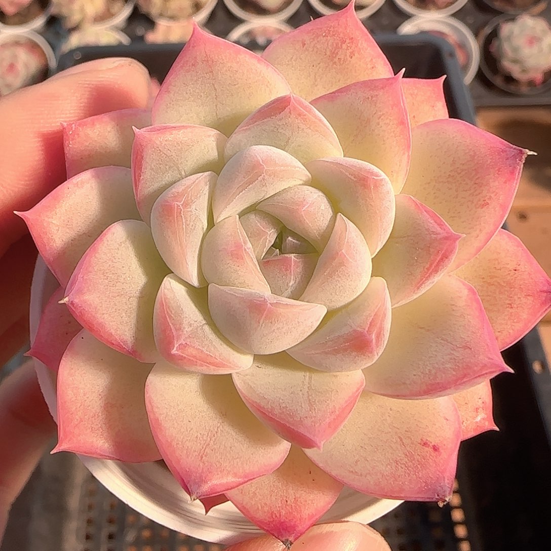 橘***水多肉1201-195福利