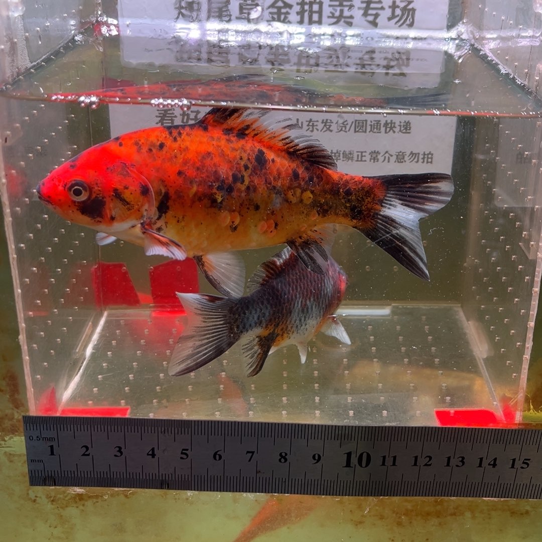 海水鱼29号短择地草金鱼