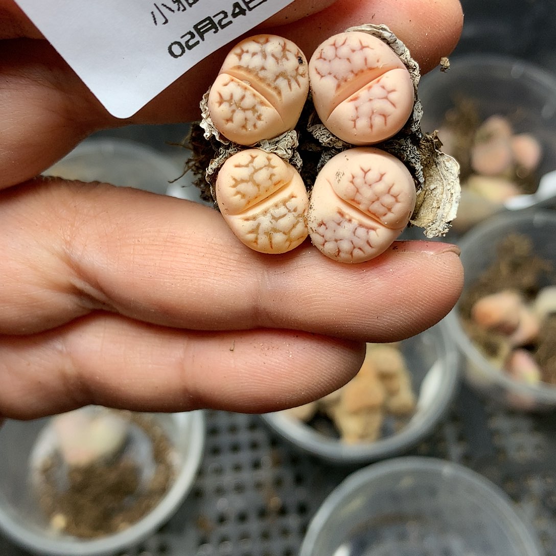 Y419多肉植物保护研究所